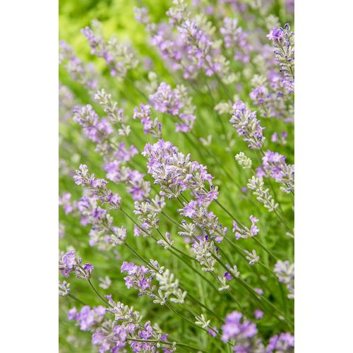 Horton, Janet 아티스트의 Issaquah-Washington State-USA Lavender plants in bloom작품입니다.